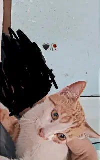 گربه