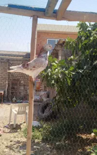 کبوتر پرشی چند عدد فروشی