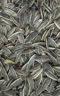 تخمه دور سفید سایز ۱۸۰ تازه