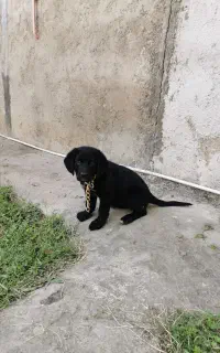 سگ شناسنامه دار میکس