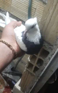 کبوتر طوقی