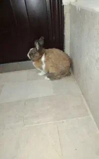خرگوش