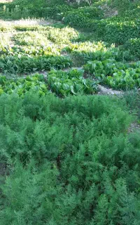 هرس درختان باغچه های خانگی