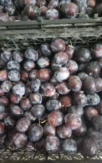 آلو بخارا(نیشتبور)