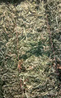 یونجه ناخالص قاطی