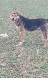 واگذاری سگ گله ای دهن پاک