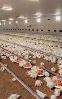 استخدام کارگر مرغداری