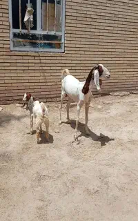 گیسه پطیری گوش بلندباکهره ماده