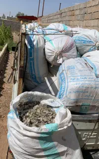 کود کفتر
