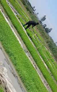 نشاکار با دستگاه نشا ۴ردیف پیشرفته وصفر