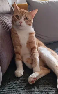 گربه ماده برای جفت‌گیری