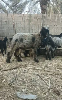 فروش بر قوچی چاق تخت نر بز خلج