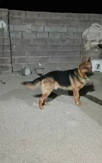 سگ ژرمن