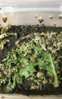 حلزون آلبینو و تخم حلزون