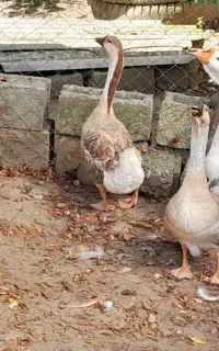 قو قاضی اوکراینی