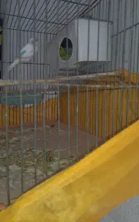 مرغ عشق جفت