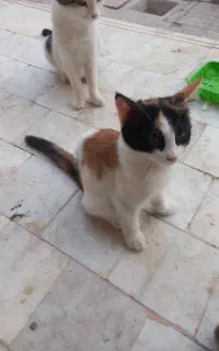 واگذاری گربه
