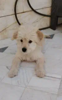 واگزاری سگ 6ماهه