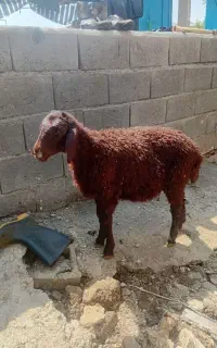 بره نر همو