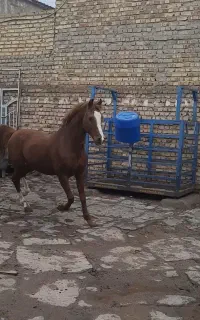 اسب نریون فوق سواری دار