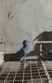 کبوتر پلاکی ارزون