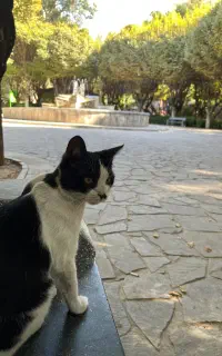 واگذاری گربه