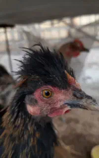 مرغ و خروس
