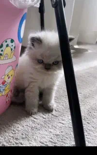 بچه گربه کوچولو