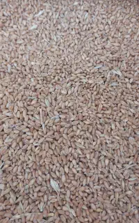 گندم۴۵ جو ۵۰مال امسال کاه گندم ۱۶