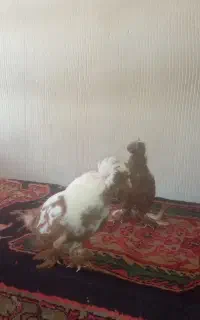 لطفا تماس بگیرید