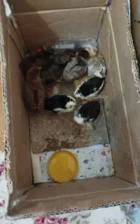 ۹ عدد جوجه یک ماه الی ۳۷ روزه،واکسنشو هم زدم