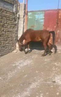 یک راس اسب همراه بچه اش به فروش میرسد