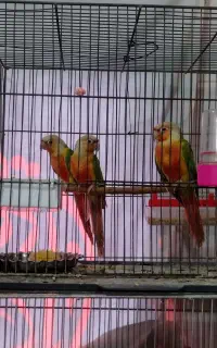 گرینچیک اکستریم رد