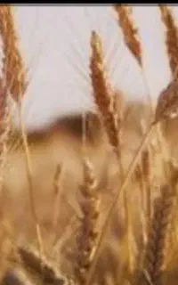 بذر،گندم اوکراینی مناسب ترین،نوع بذر برای کشت دیم