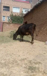 گاو