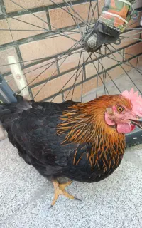 دو عدد مرغ خانگی