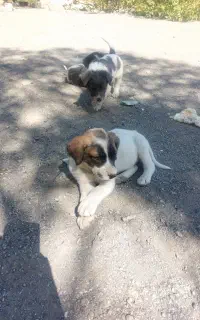 توله سگ