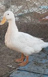 اردک