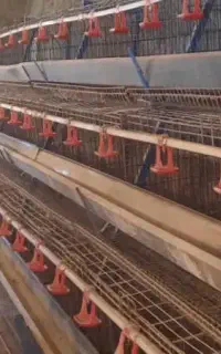 قفس مرغ تخم گذار