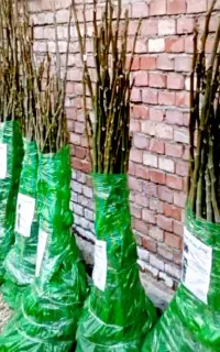 نهال های پربارده گردو صنوبر بادام چنار در نهالستان