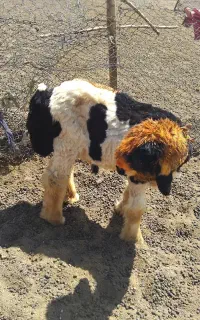 بره قوچی