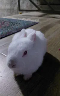 خرگوش پشمالو توله سفید