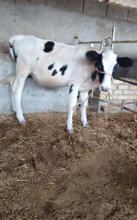 گوساله ماده