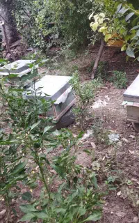 زنبور عسل نژاد کارنیکا