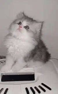 بریتیش سیلور ماده