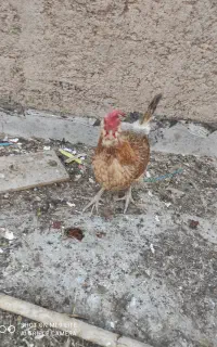 مرغ گلین