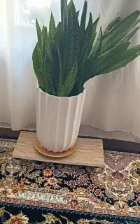 گل و گلدان سانسوریا