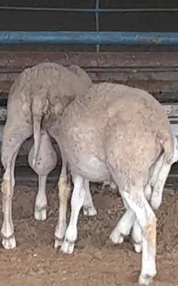 بره نرهای نژاد چندقلوزای رومن فرانسه