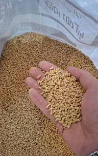 دان مرغ بومی آغازین