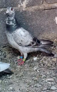 بزک سبز  پلاکی